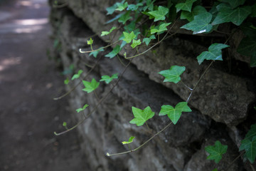 Leaves Hanging Over Walkway Close Up