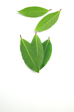 190 Best 月桂樹の葉 Images Stock Photos Vectors Adobe Stock