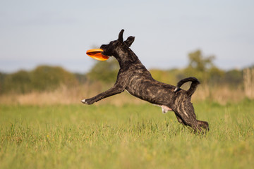 sportlicher Rassehund im Herbst Cao Fila de sao Miguel fängt Frisbeescheibe auf einer Wiese, Rüde...