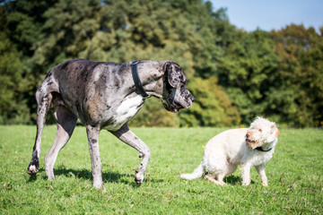 Deutsche Dogge und Mischlings Hündin nehmen im Garten Kontakt auf; groß und klein, Blaue hübsche Dogge und blonde Mischlingshündin