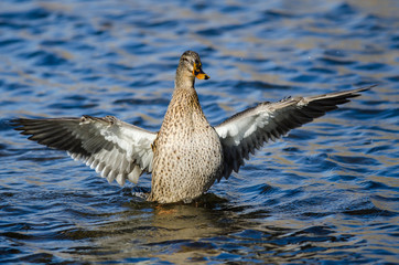 Mallard Duck Stretching Its Wings While Resting on the Water