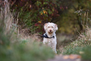 Hund im Herbstlaub