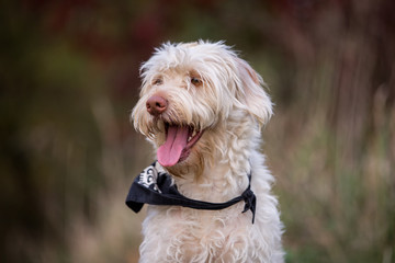 Hund im Herbstlaub