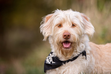 niedlicher Mischling Hund im Herbstlaub 