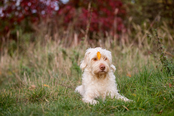 Hund im Herbstlaub