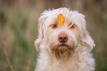 Hund im Herbstlaub