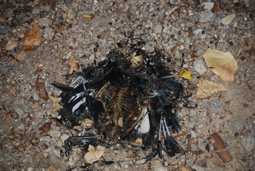 Bird Carcass, Dead Animal Remains
