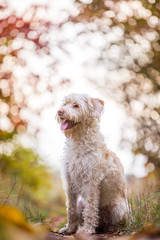 Hund im Herbstlaub