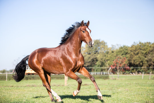 braunes sch&ouml;nes Pferd Warmblut mit h&uuml;bscher Blesse auf der Weide, galoppiert &uuml;ber die Herbstliche Wiese