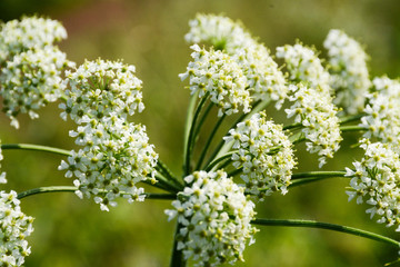  White flowers of medicinal hemlock close up