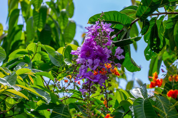 flower shot on  island