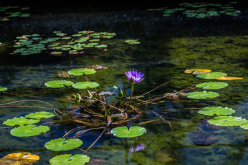 flower shot on  island