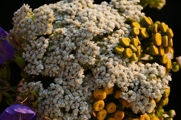  A bouquet of medicinal flowers of yarrow, tansy and field geranium flowers close up