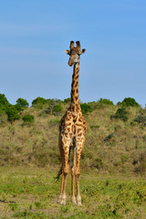 Giraffe at Arusha National Park, Tanzania, Africa
