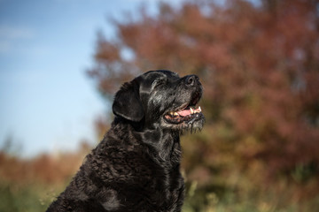 alter Hund im Herbst