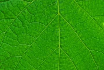 Naklejka na ściany i meble green texture from a piece of a large leaf