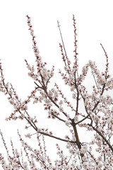 Flowering apricot branches against a gray sky. Awakening of nature from hibernation. The origin of sweet and healthy fruits