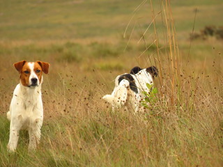 dogs playing in field