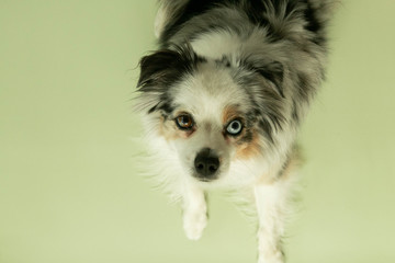 Close up of Mini Australian Shepard, Dog with Different colored eyes, one blue eye one brown eye puppy, toy aussie, green colored background