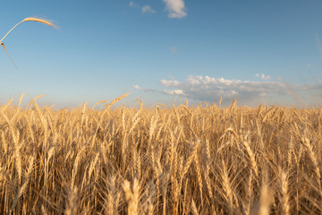 Bright background of wheat. Field of wheat against the background of a bright sky. Future bread