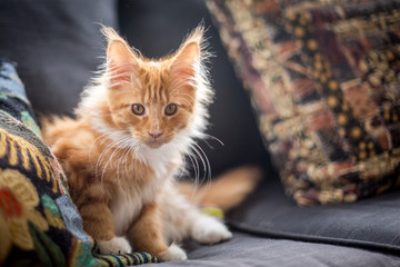 Wohnungskatze auf der Couch Maine Coon Kater rot Rassekatze Gegenlicht