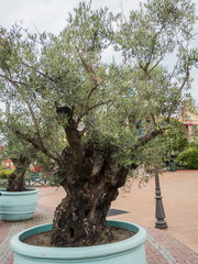 Beautiful tree in a big blue pot in the park Sochi