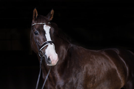 Pferd im Fotostudio
