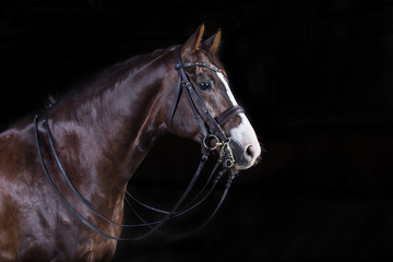 Pferd im Fotostudio Warmblut mit interessanter Blesse