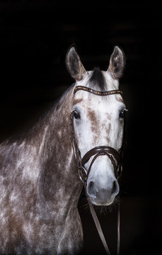 Pferd im Fotostudio Schimmel 