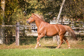 Pferd auf der weide