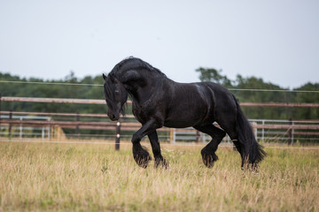 Friese auf der weide 