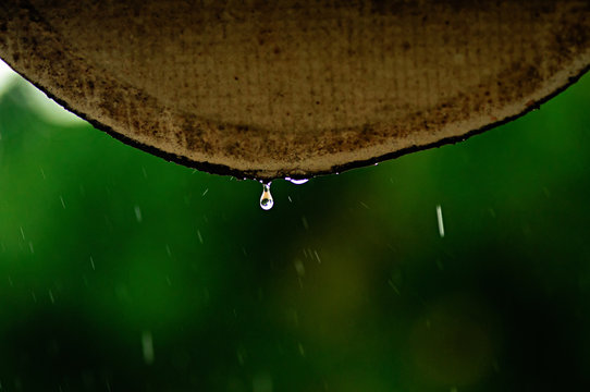 &copy;Gentilly Costa