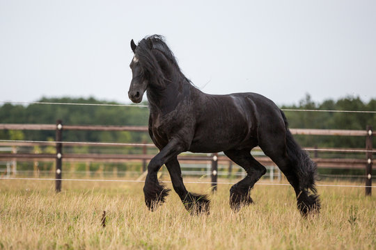 Friese auf der weide 