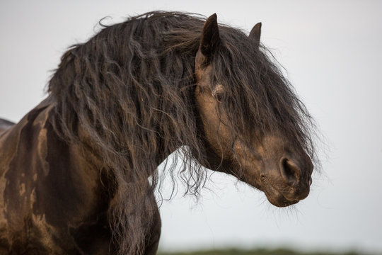 Friese schwarzes Pferd auf der weide Hengst wundersch&ouml;ner Rappe M&auml;hnenwunder starker Hals Muskelprotz