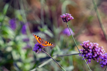 Bright butterfly and wild flowers, meadow in summer, sunny day. Picturesque colorful natural background