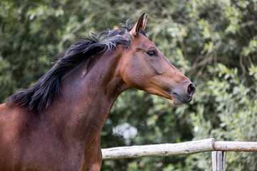braune Stute Pferd auf der koppel