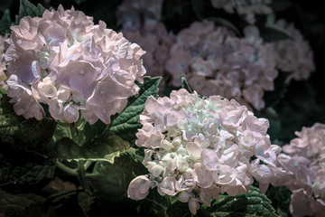 Hortensias, aux douces couleurs po&eacute;tique.