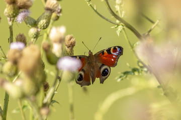 Papillon butinant sur des chardons - Paon du jour (Aglais io)