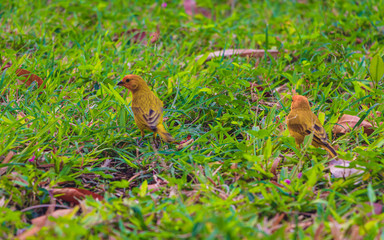 bird in the grass