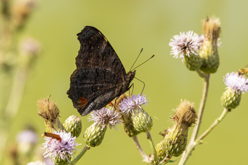 Papillon butinant sur des chardons - Paon du jour (Aglais io)