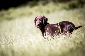 Flat Coated Retriever Welpe auf der Wiese