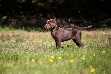 Hund brauner Flat Coated Retriever Welpe auf der Wiese, Hündchen steht auf einer Wiese und ist sehr aufmerksam, Junghund geht in die Welpenschule