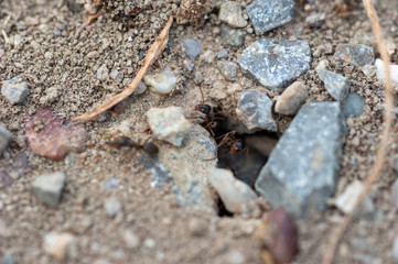 Ant colony entrance