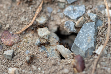 Ant colony entrance traffic