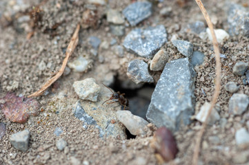 Ant colony entrance