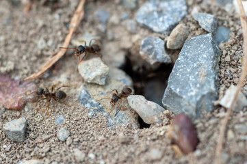 Ant colony hole