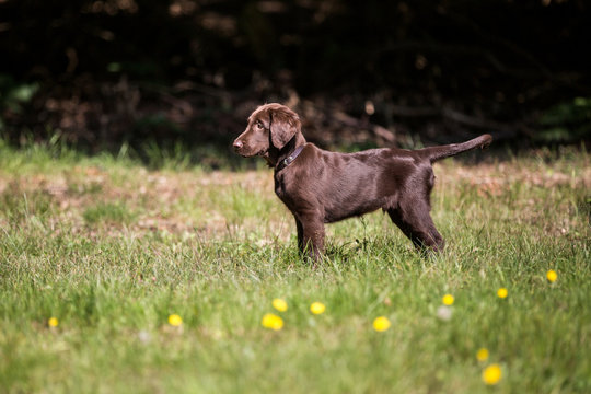 Hund brauner Flat Coated Retriever Welpe auf der Wiese, H&uuml;ndchen steht auf einer Wiese und ist sehr aufmerksam, Junghund geht in die Welpenschule