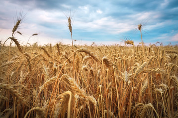 Fototapeta na wymiar Golden ears of ripe wheat close up against a cloudy sky.