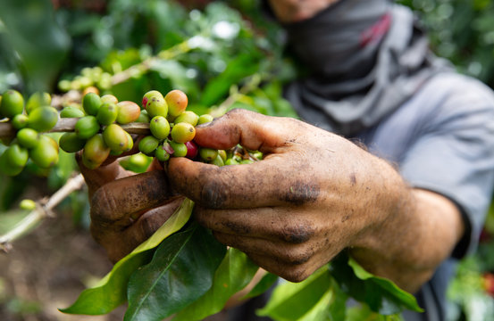 Agriculture concept. Man harvests arabica coffee berries. Farmer´s hand picking ripe cherry beans on a sunny day. Coffee Plantation in Latin America. Close up.