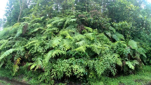 Luxuriant vegetation in Basse Terre jungle in Guadeloupe. Lesser Antilles, Carib